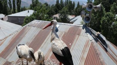 Leyleklerin bazıları göç yolunda bazıları kış için köylere akın ediyor