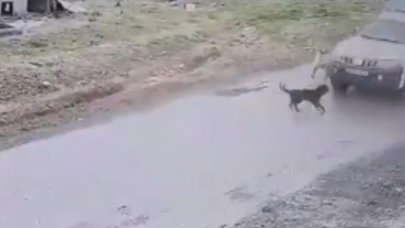 Pendik'te köpeği ezen belediye çalışanı işten çıkarıldı