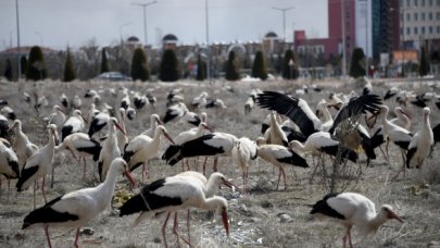 Kar yağışı göç eden leylekleri de durdurdu