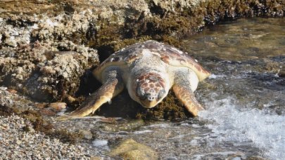 Bodrum sahilinde ölü careta caretta bulundu