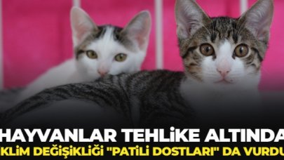 İklim değişiklği "patili dostları" da vurdu