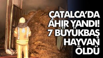 Çatalca'da yanan ahırda 7 büyükbaş hayvan öldü