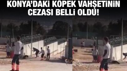 Konya'daki köpek vahşetinin cezası belli oldu