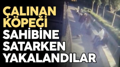 Şişli’de çalınan köpeği sahibine satmak isterken yakalandılar