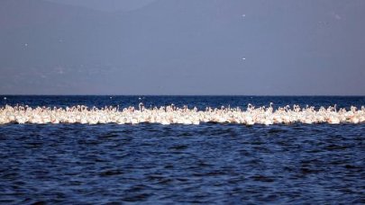 Flamingoların ilk kafilesi Van Gölü'ne geldi