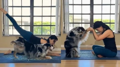 Sahibiyle yoga yapan köpek, yetenekleriyle herkesi kendine hayran bıraktı