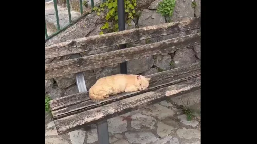 Yolda buldukları yaralı kediyi iyileştirip dost edindiler...