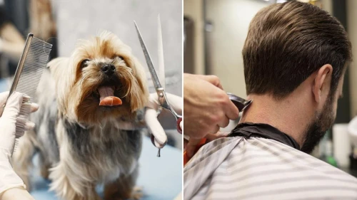 Berberlerin Yeni Tarifesi Açıklandı! Köpek Tıraşı Damat Tıraşını Solladı!