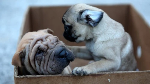 Romanya’da Pug Cinsi İki Köpek Sahibinin Cesedini Yedi