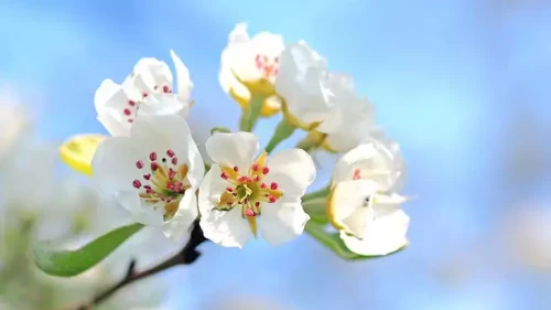 1, 2, 3 Cemre Ne Zaman Düşecek? Cemrelerin Düşme Tarihleri Hangi Ayda? İlk Cemre Havaya Düştü Mü?