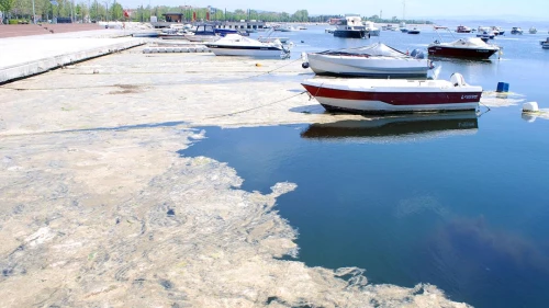 Deniz Salyası (Müsilaj) Nedir? Tehlikeli midir? Müsilaj Neden Oluşur?