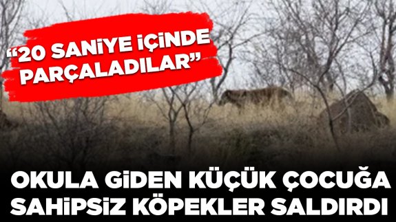 İlkokul öğrencisine sokak köpekleri saldırdı: '20 saniye içinde çocuğu parçaladılar'