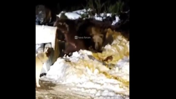 Kış uykusuna yatan ayılar yeniden uyandı, köpeklere saldırdı!