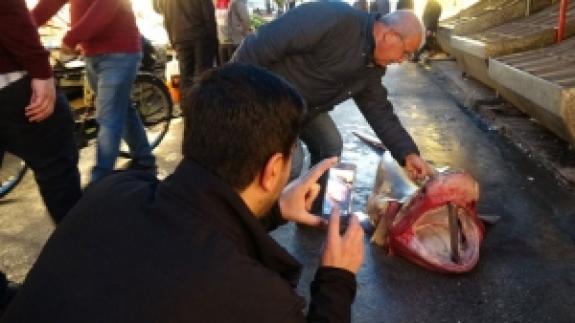 Beyaz köpek balığına yoğun ilgi