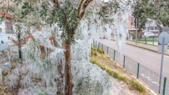 Hortumundan fışkıran su, ağaçlarda sarkıt oluşturdu