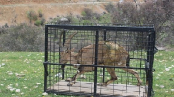 Tedavisi tamamlanan dağ keçisi doğaya bırakıldı