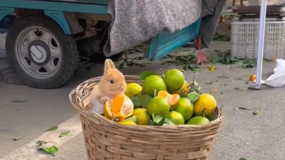 Sevimli tavşanın mandalina keyfi! Mikrofon koyarak o anları kaydettiler!