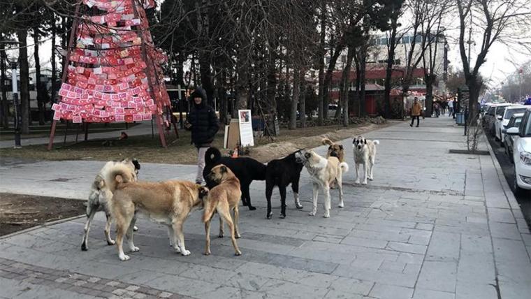 Sokak köpekleri ve sosyal medyadaki tartışmalar