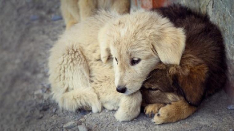 Masum sokak köpekleri öldürülmeyi hak etmiyor!