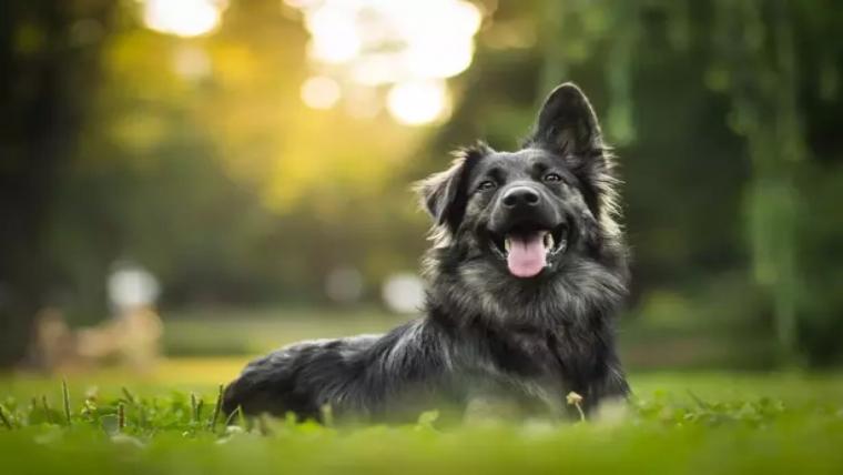 Dünya Köpek Günü'nde sadık dostlarımızın yaşam hakkını koruyalım