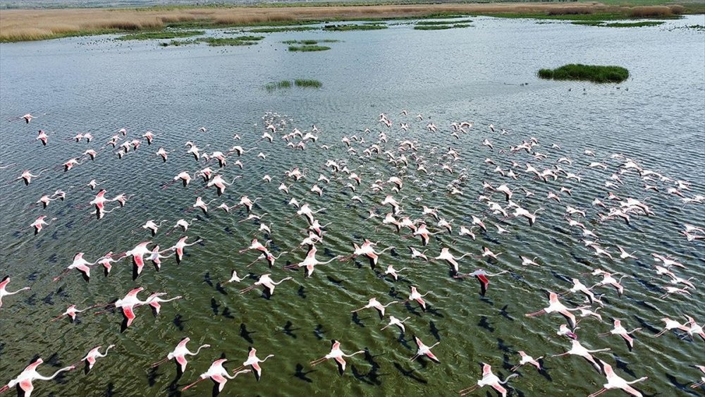 Eber Gölü flamingolarla hareketlendi