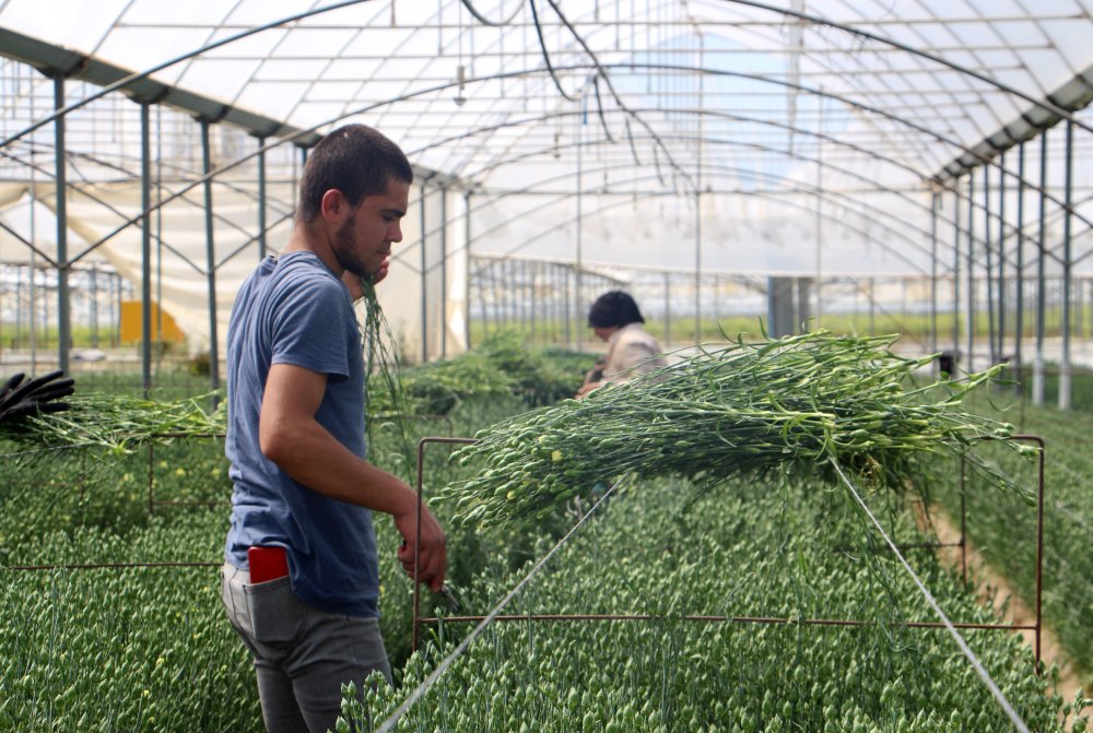 Isparta'da karanfil yetiştiriciler kesme çiçekten 15 milyon dolar ihracat hedefliyor