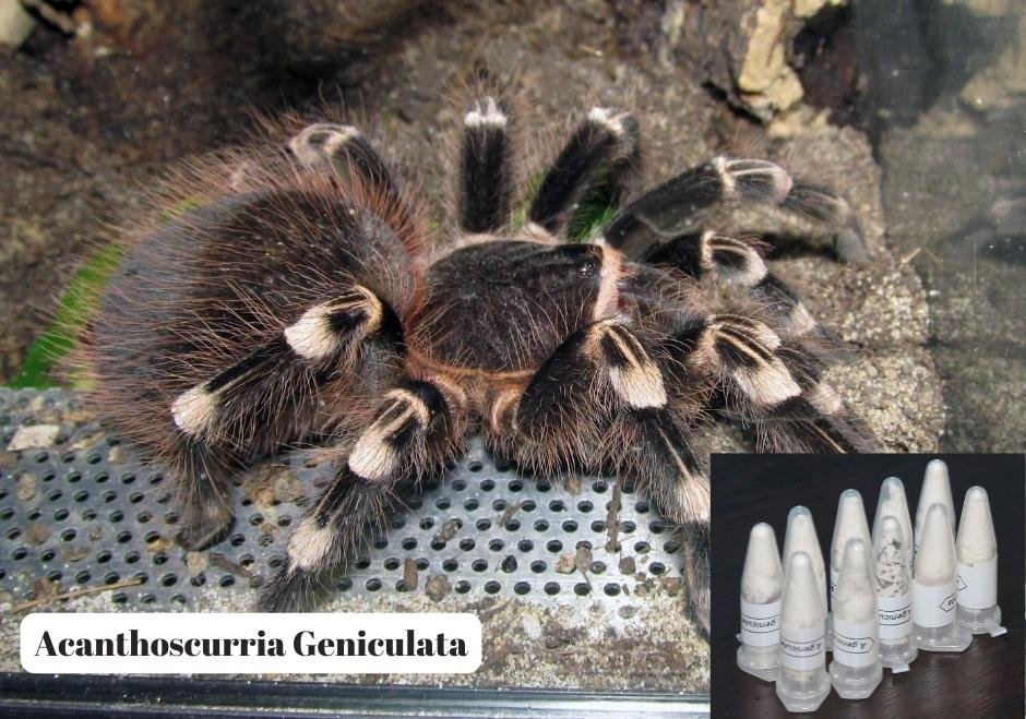 Kargo paketinin içinde 76 tarantula ele geçirildi