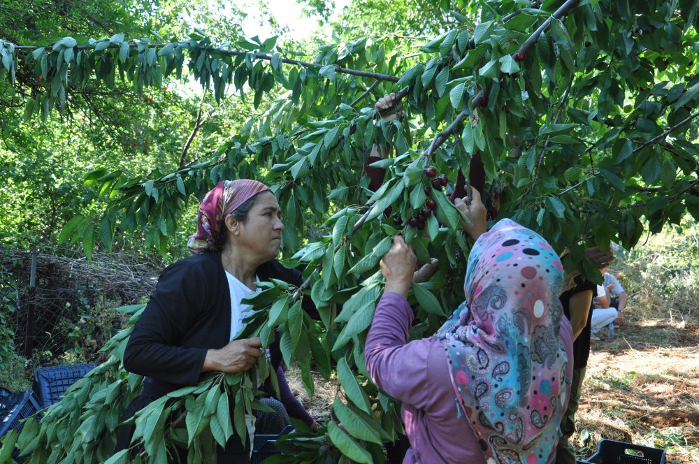 Kirazın fiyatı tarlada 10, markette 30 lira