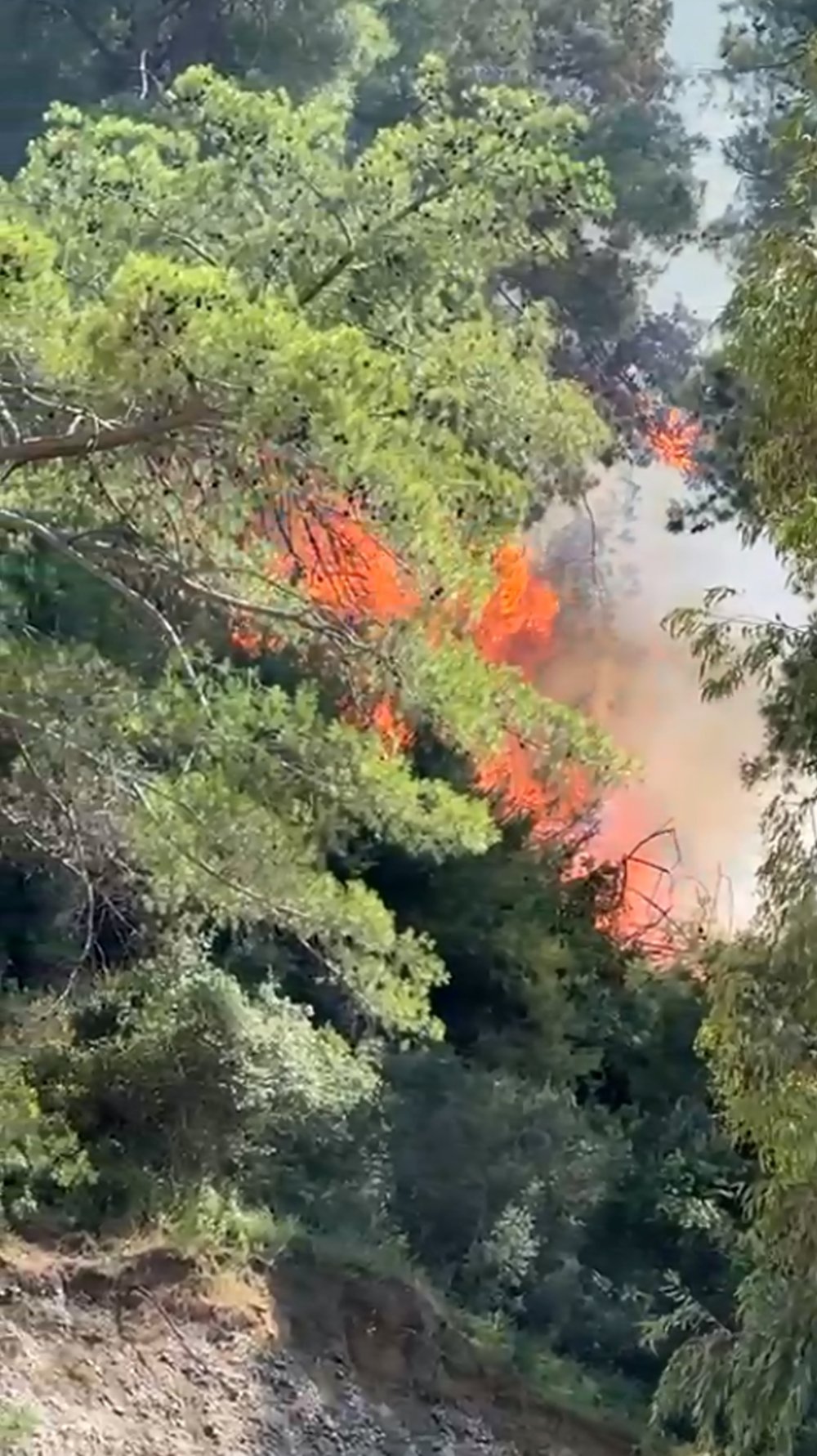 Antalya'da orman yangını