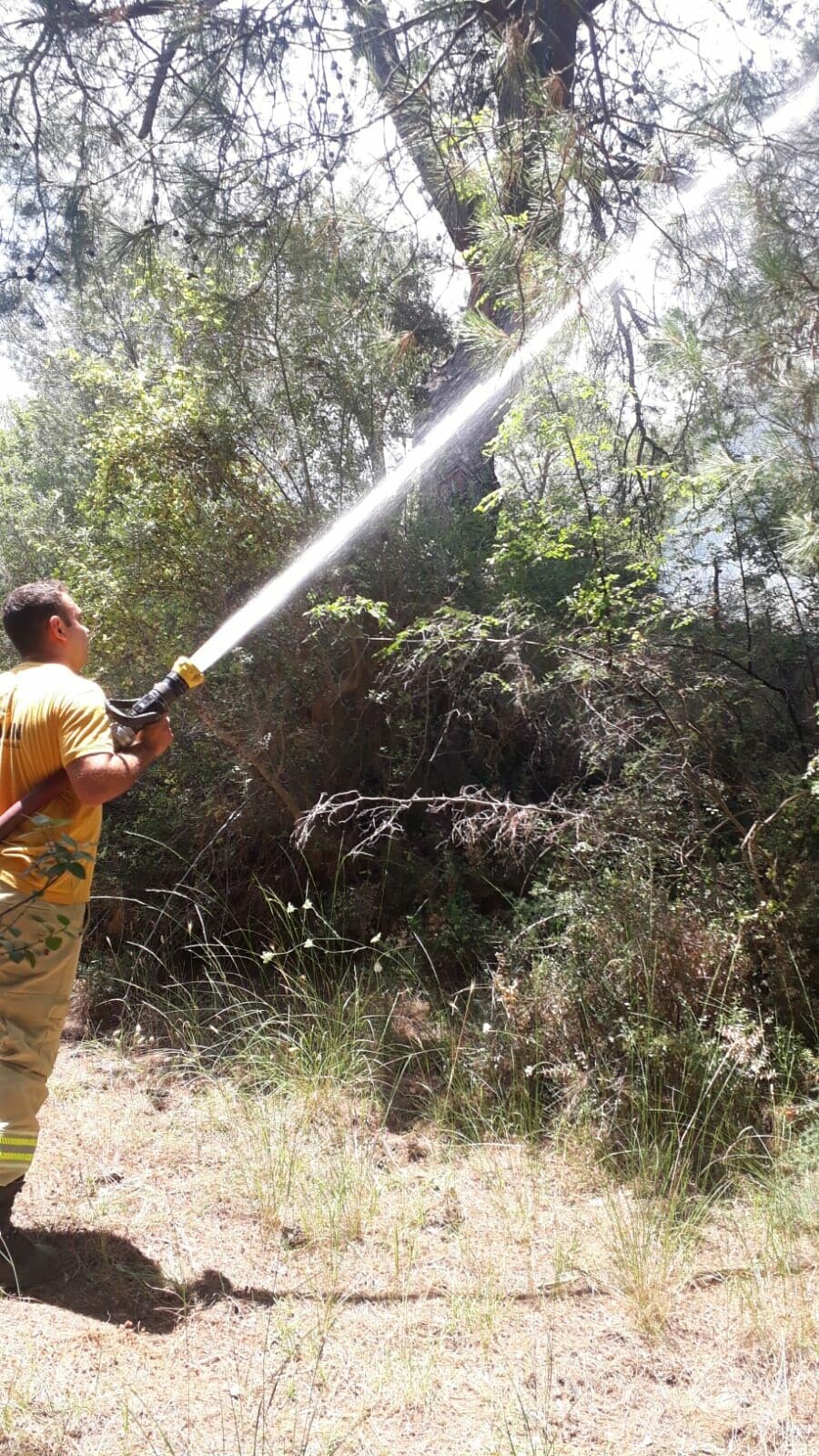 Bergama'da orman yangını