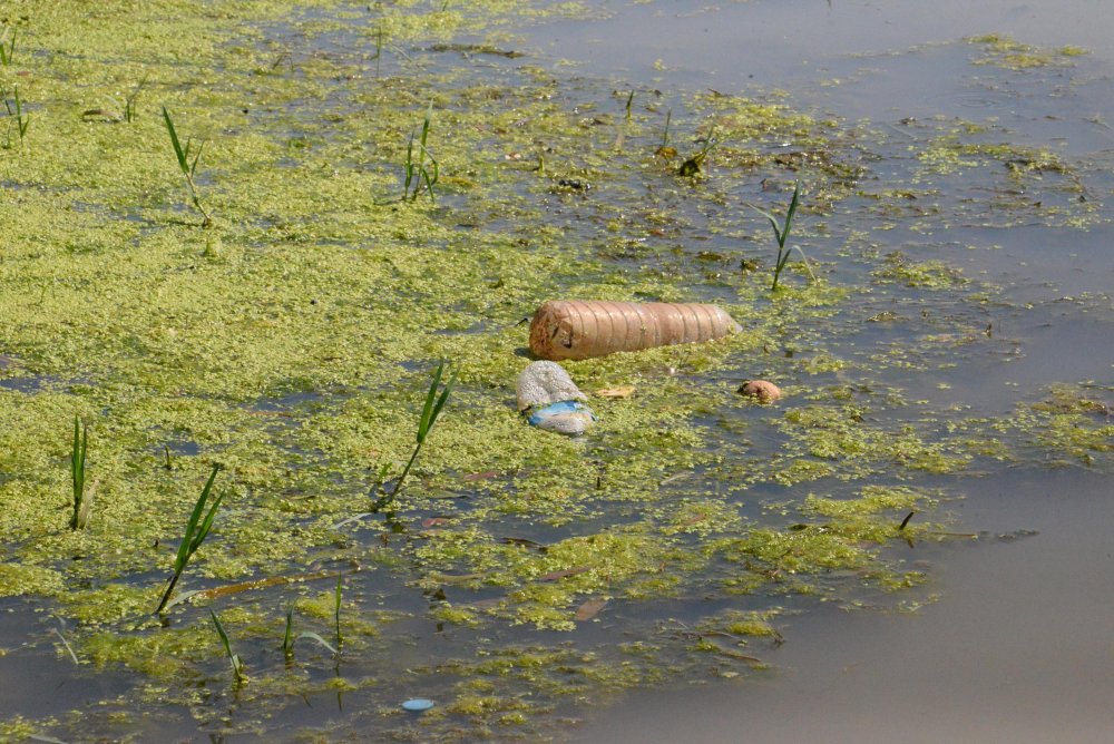 Dicle Nehri için alarm: Canlıları tehdit ediyor