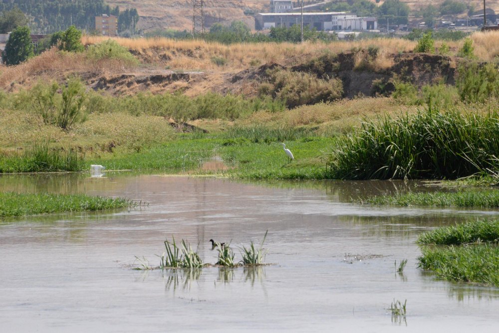 Dicle Nehri için alarm: Canlıları tehdit ediyor