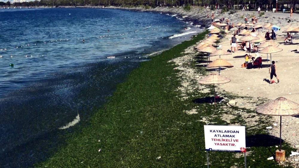 Metrelerce uzunluğundaki sahili yosunla kaplandı