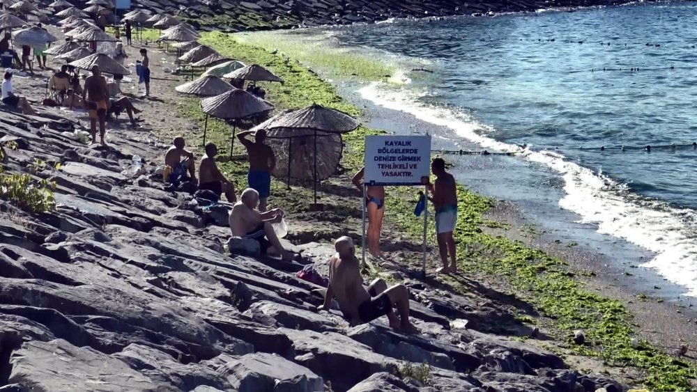 Metrelerce uzunluğundaki sahili yosunla kaplandı