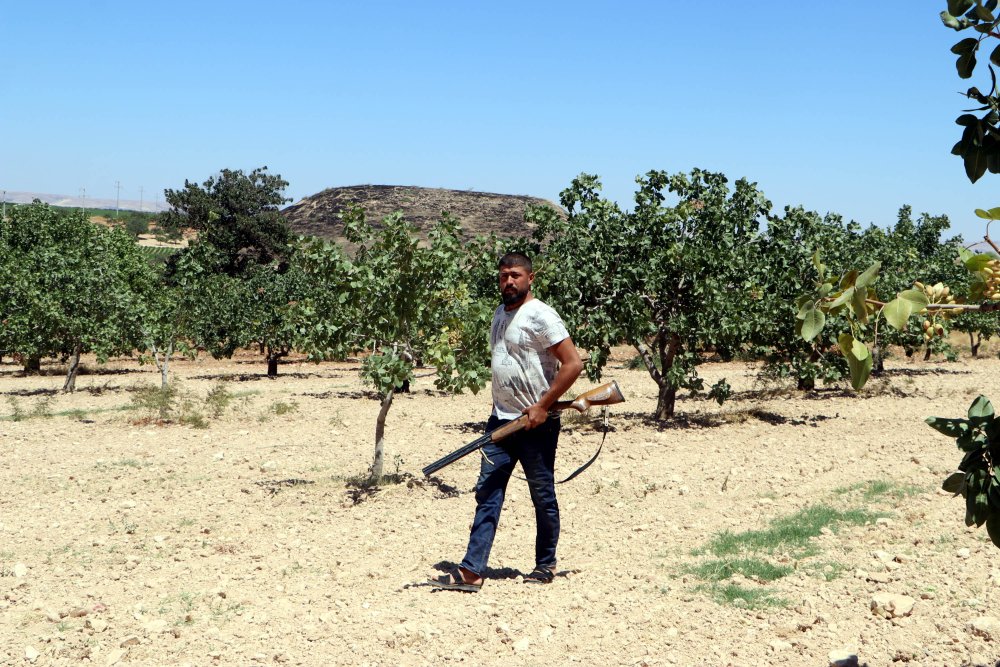 Değeri arttı, yeni yöntem geliştirildi: Günlük 1000 TL'ye koruyorlar