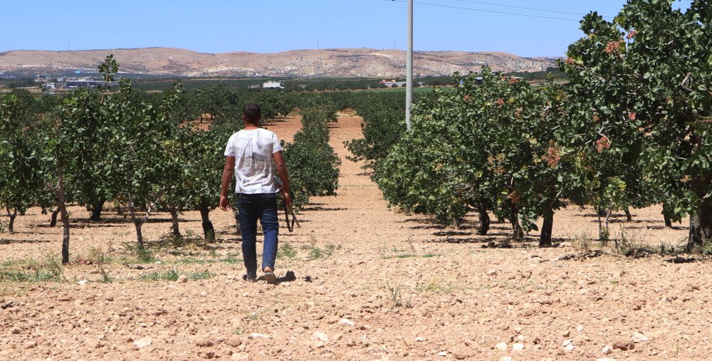 Değeri arttı, yeni yöntem geliştirildi: Günlük 1000 TL'ye koruyorlar