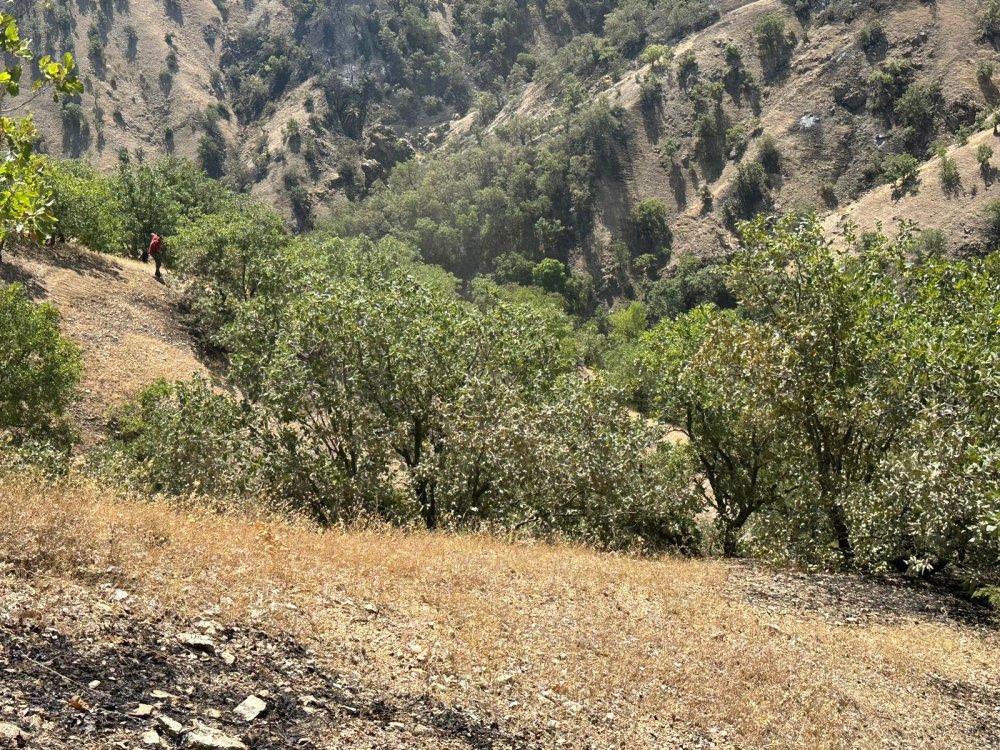 Bingöl'de orman yangını: 3'üncü gününde kontrol altında