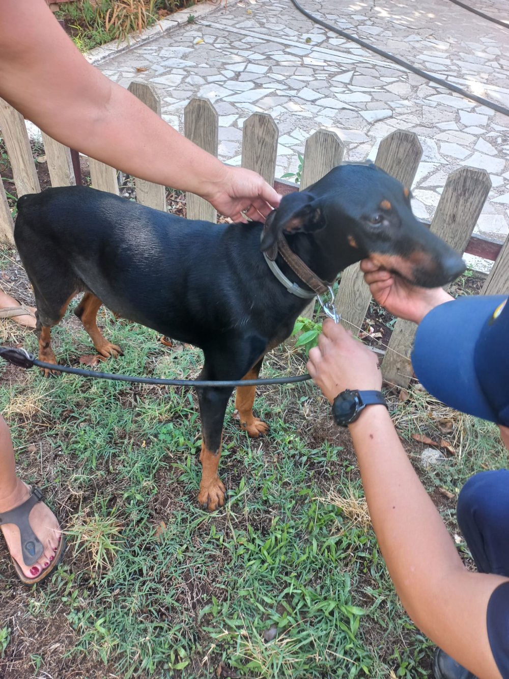 Kaybolan ekonomistin evine dönen köpeği alıkonulmuş olabilir