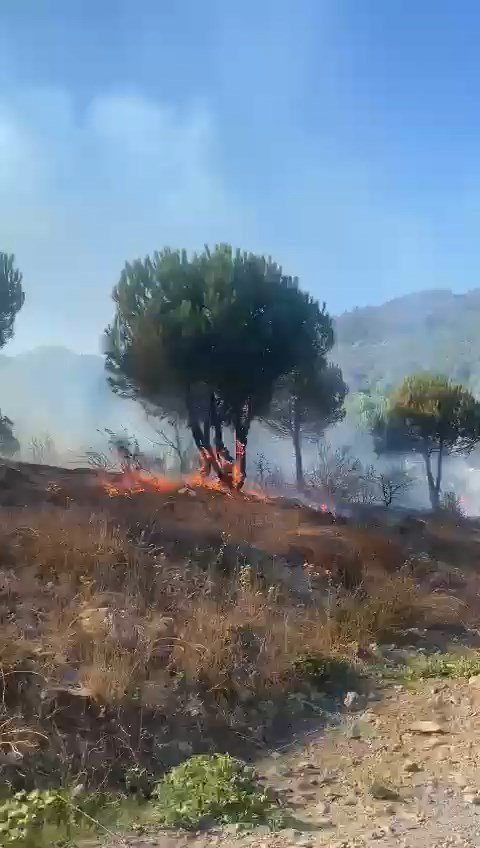 İstanbul'da orman yangını