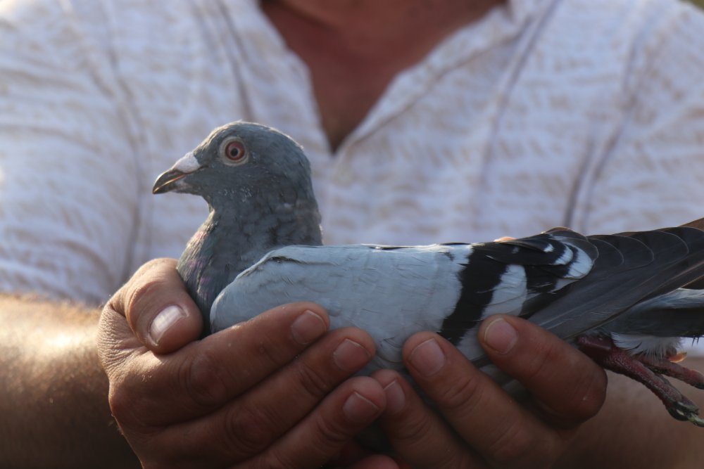 En hızlı posta güvercini, sahibine altın kemer kazandırdı