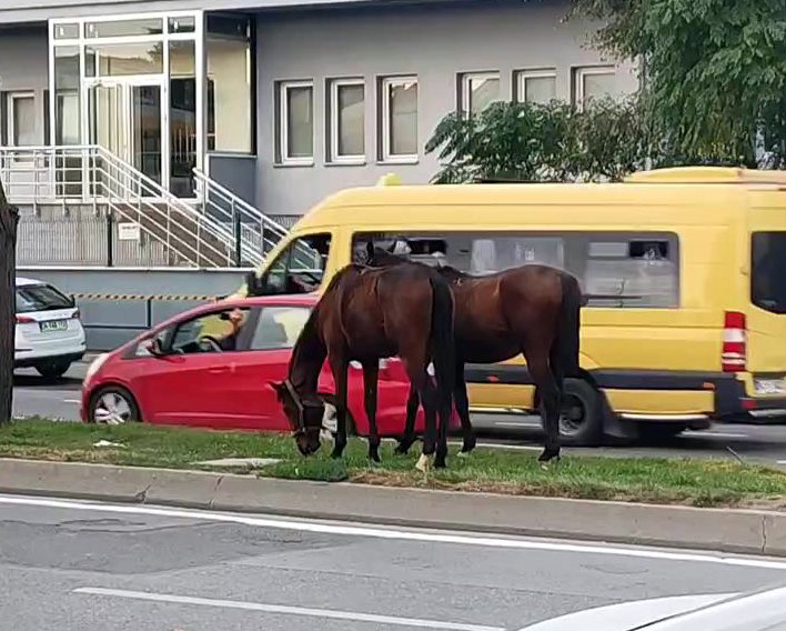 İstanbul trafiğinde görenleri şaşkına çevirdi: Atlar refüjde otladı, trafiğe karıştı