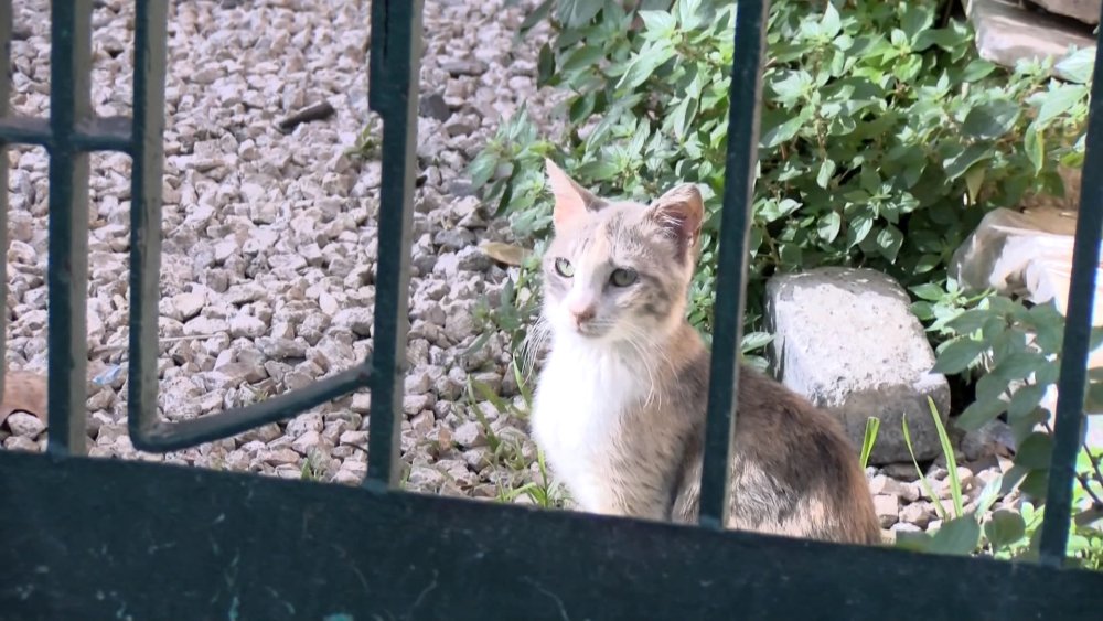 Yavru kediyi çantasına koyup kaçtı!