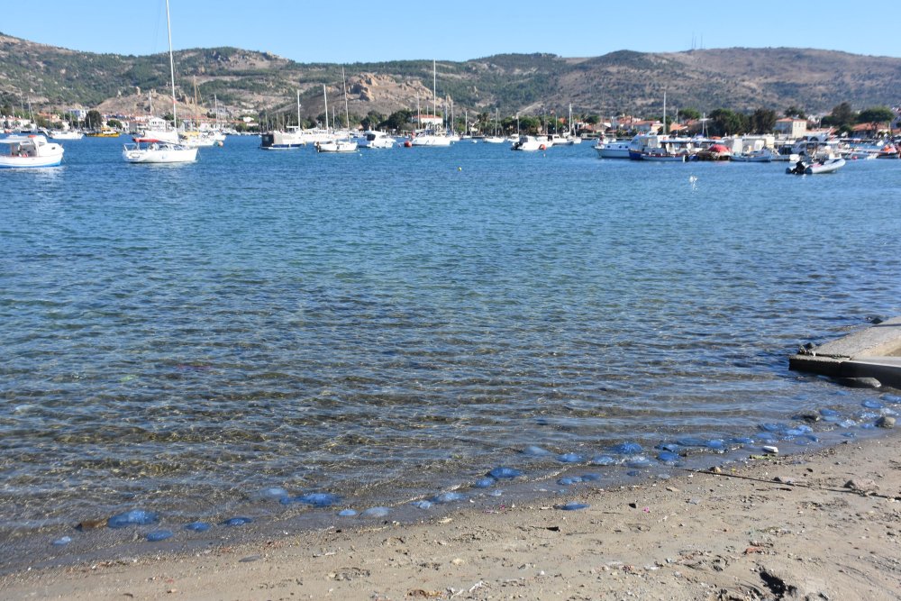 Turistik ilçede tedirgin eden mavi denizanası istilası: 'Hiç görmediğimiz kadar artış görüyoruz'