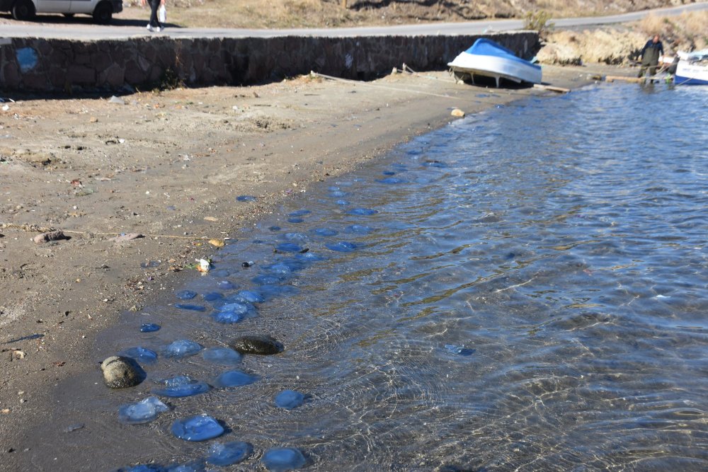 Turistik ilçede tedirgin eden mavi denizanası istilası: 'Hiç görmediğimiz kadar artış görüyoruz'