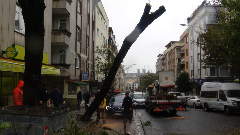 Ağaç otomobilin üzerine devrildi