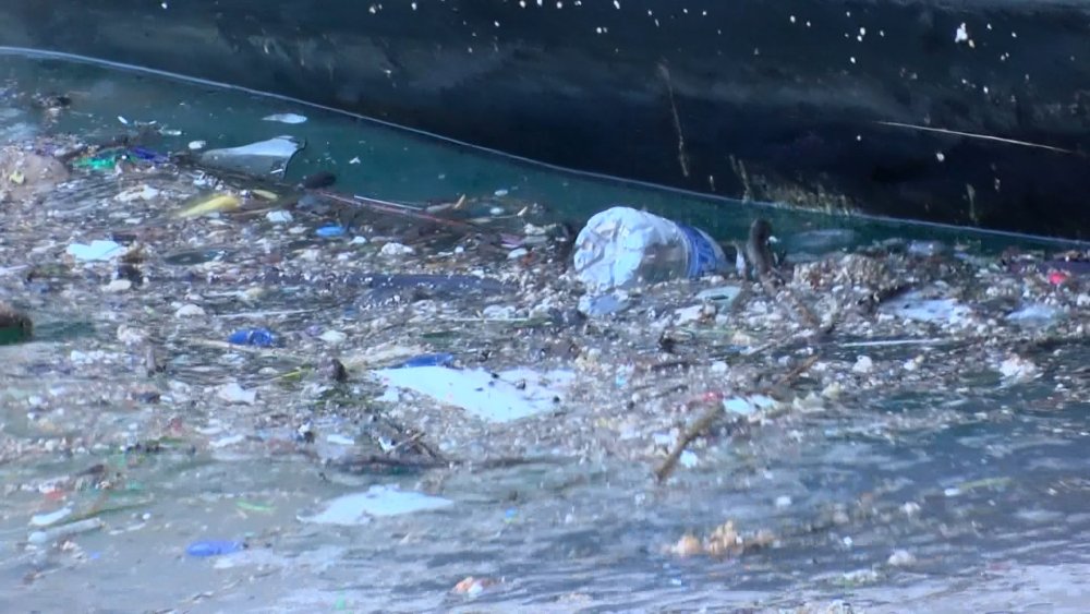 İstanbul Boğazı'nda denizanası yoğunluğu