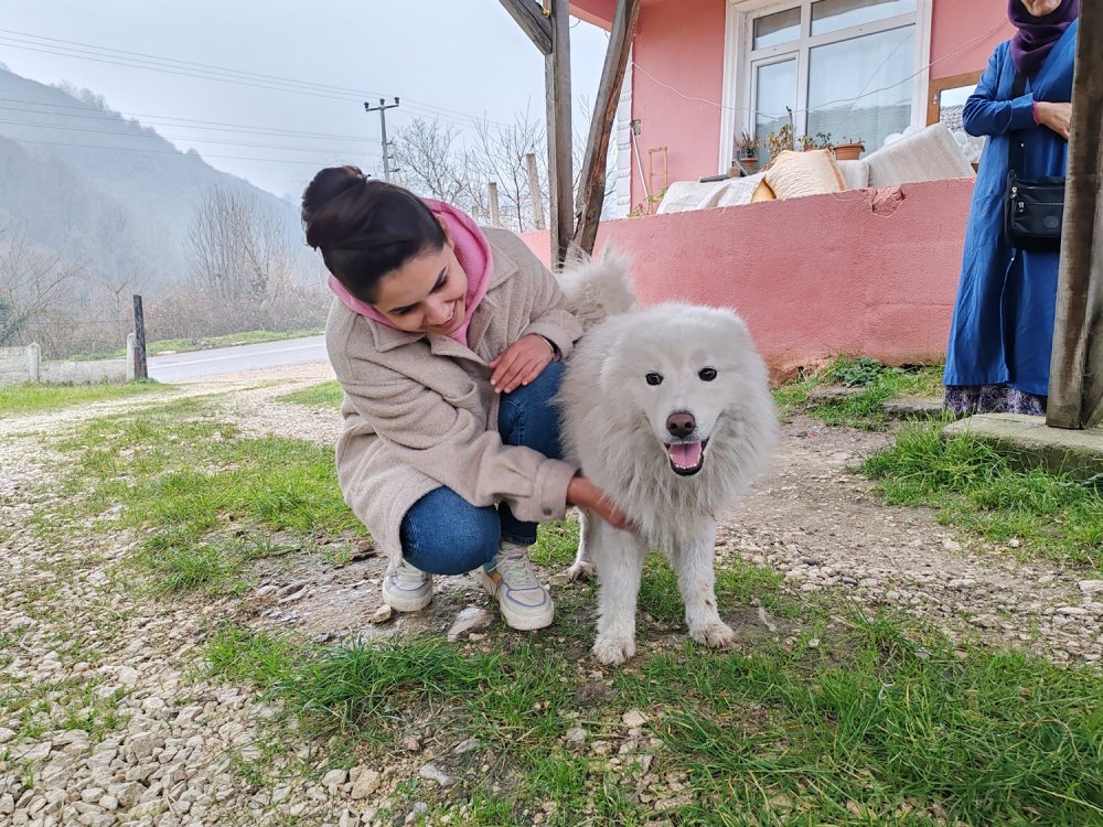 Çatıya çıkan köpek itfaiyeyi yanına yaklaştırmadı, sahibi gelince indi