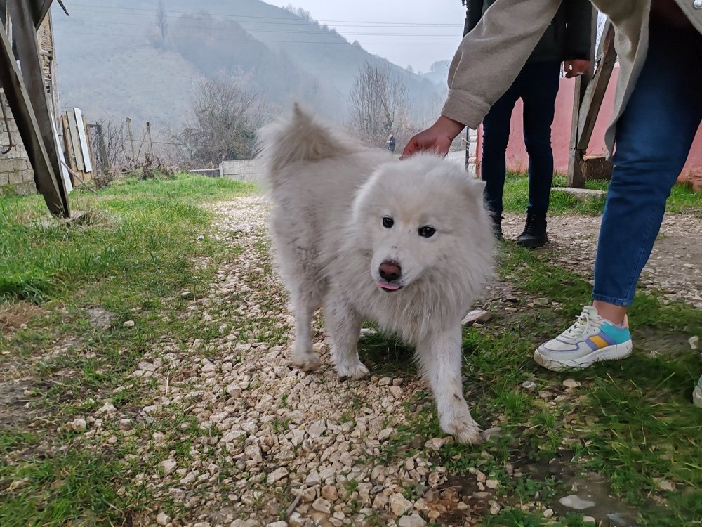 Çatıya çıkan köpek itfaiyeyi yanına yaklaştırmadı, sahibi gelince indi