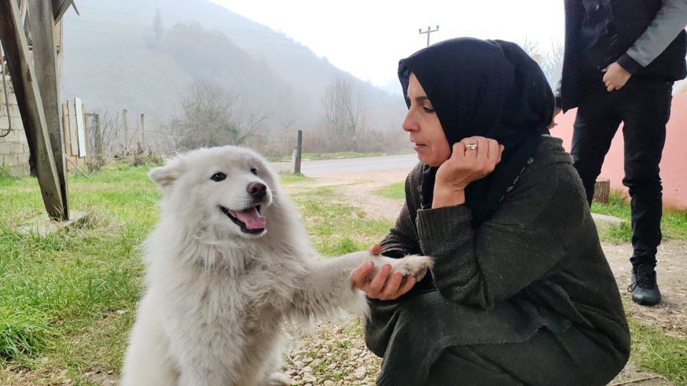 Çatıya çıkan köpek itfaiyeyi yanına yaklaştırmadı, sahibi gelince indi