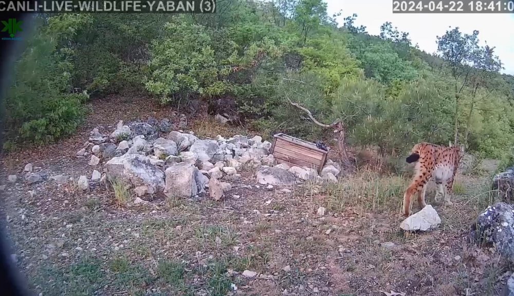 Nesli tehlikede olan vaşak fotokapan ile görüntülendi